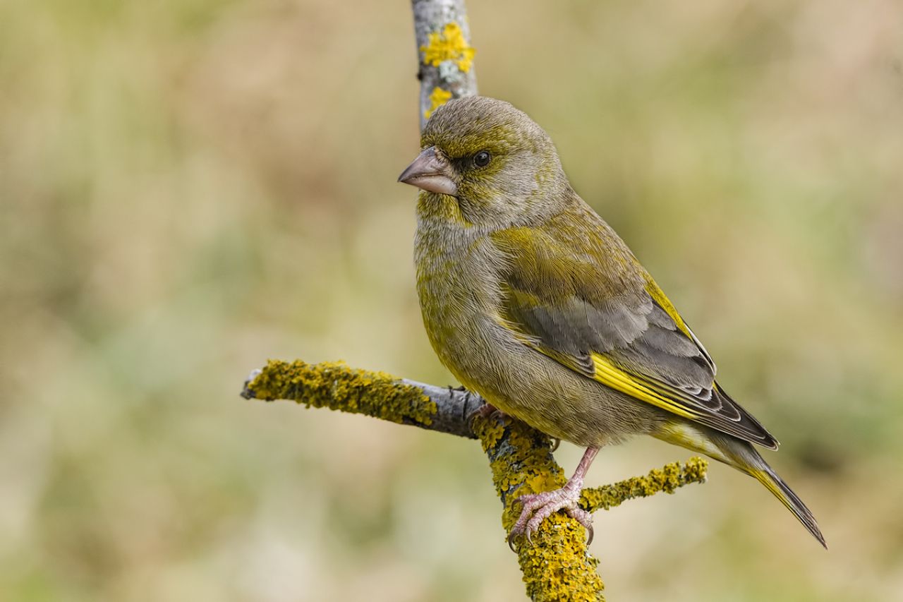 Verdone (Chloris chloris)